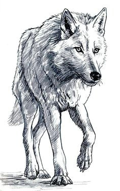 Draw A Wolf Sleeping Die 73 Besten Bilder Von Wolf Wolf Drawings Draw Animals Und Drawings