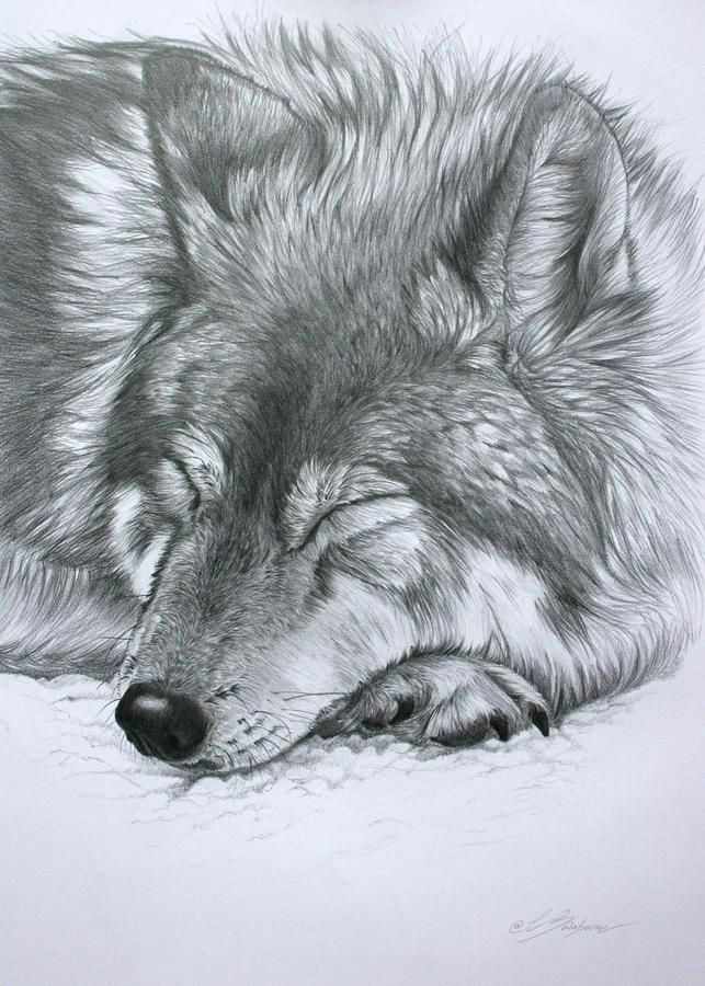Draw A Wolf Sleeping Image Result for Wolves Sleeping together Learn to Draw