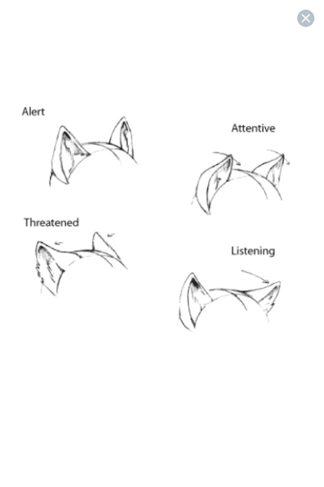 Draw An Anthro Wolf Ear Expressions Furry Anthro Tutorials Drawings Art Reference
