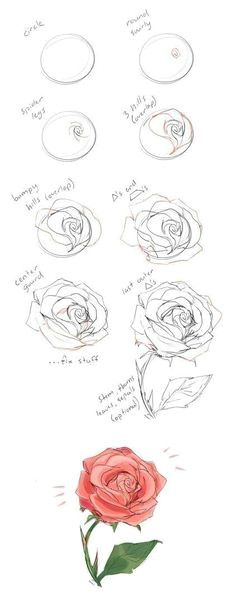 Draw An English Rose 81 Best How to Draw Roses Images Draw Animals Drawing Techniques