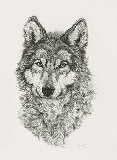 Draw Bloody Wolf Die 2282 Besten Bilder Von Wolfe Phantasie Drawings Wolf