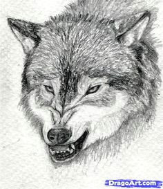 Draw Evil Wolf 31 Best More Than A One Wolf Pack Images Drawings Anime Wolf Dragons