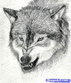 Draw Evil Wolf 31 Best More Than A One Wolf Pack Images Drawings Anime Wolf Dragons