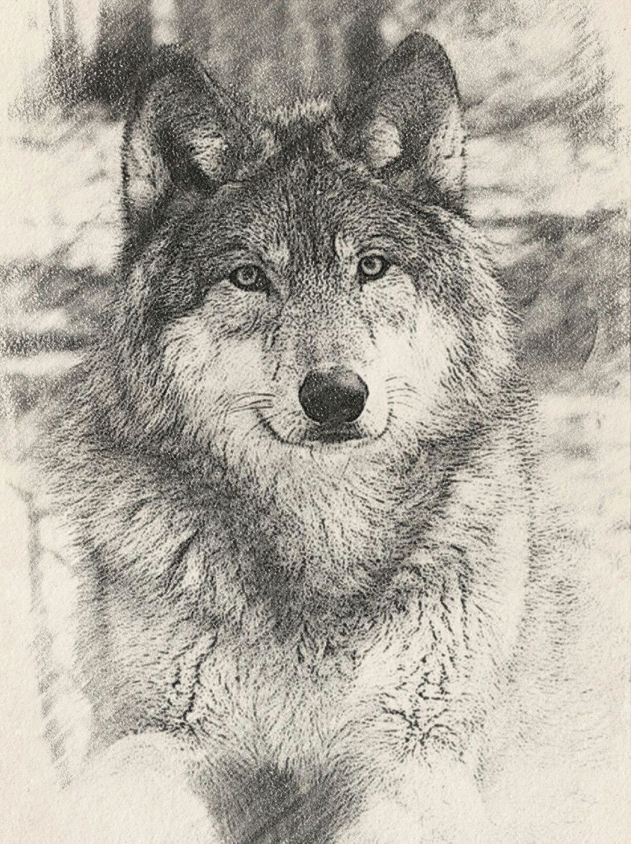 Draw Mad Wolf Pin by Emily Chance On Wolfy Stuffs Pinterest Wolf and Animal