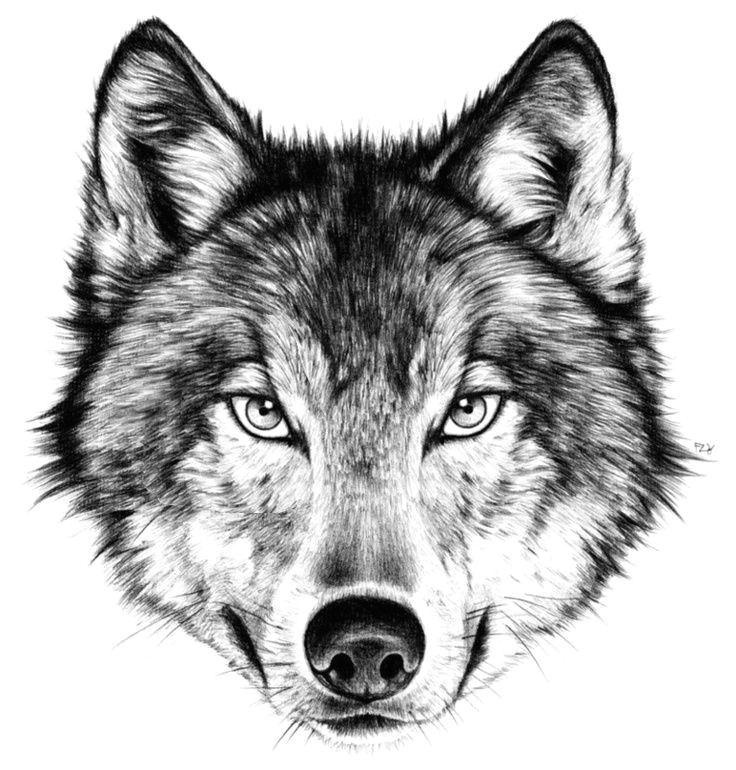 Draw Realistic Wolf Face Drawing How to Draw A Angry Wolf Face with How to Draw A Wolf Face