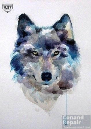 Draw Realistic Wolf Face How to Draw A Wolf Draw A Wolf Watercolor Step 7 Of 7 Push