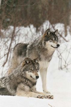 Draw Two Wolves island Die 141 Besten Bilder Von Wolf Hunde Wild Animals Wolf Pictures
