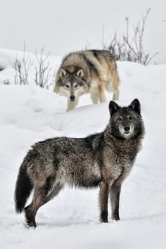 Draw Two Wolves island Die 2091 Besten Bilder Von Wolves In 2019 Wild Animals Wolf