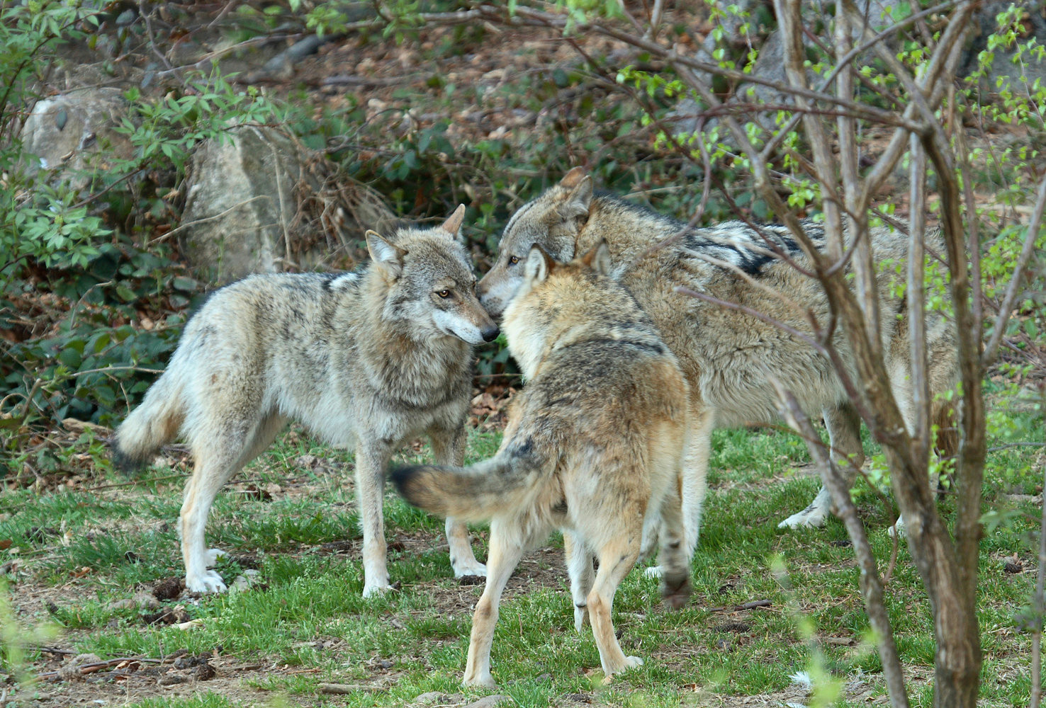 Draw Two Wolves island Dog Family Facts About Canines their Cousins