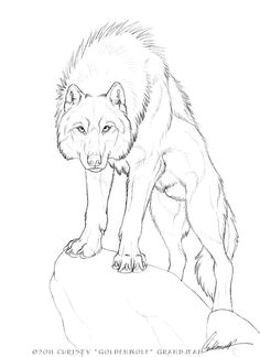 Draw Wolf Angry 180 Best Wolf Drawings Images Drawing Techniques Drawing