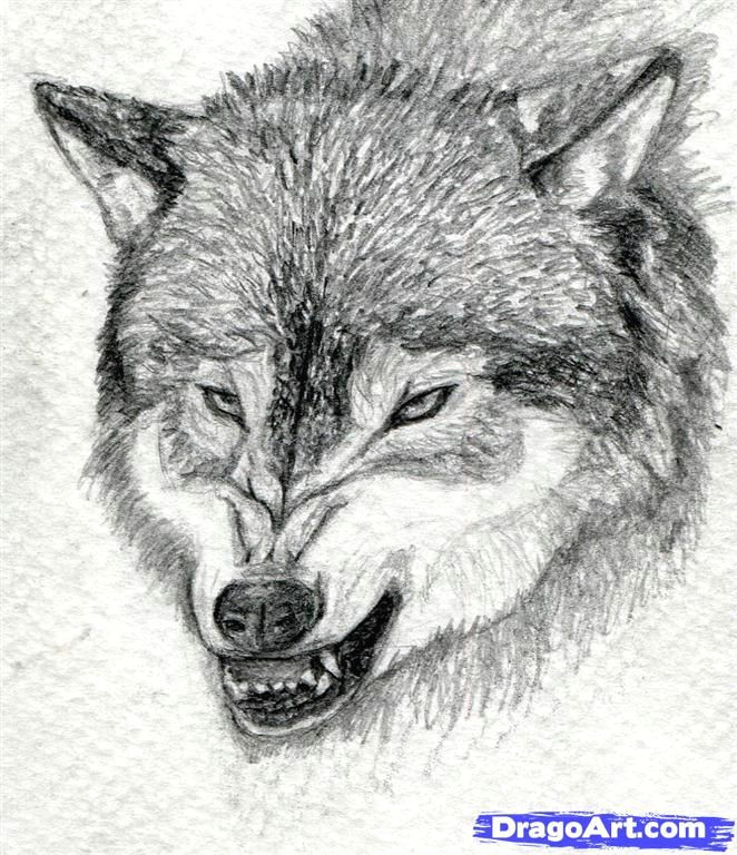 Draw Wolf Angry How to Draw A Growling Wolf Step 15 Art Drawings Wolf Drawing