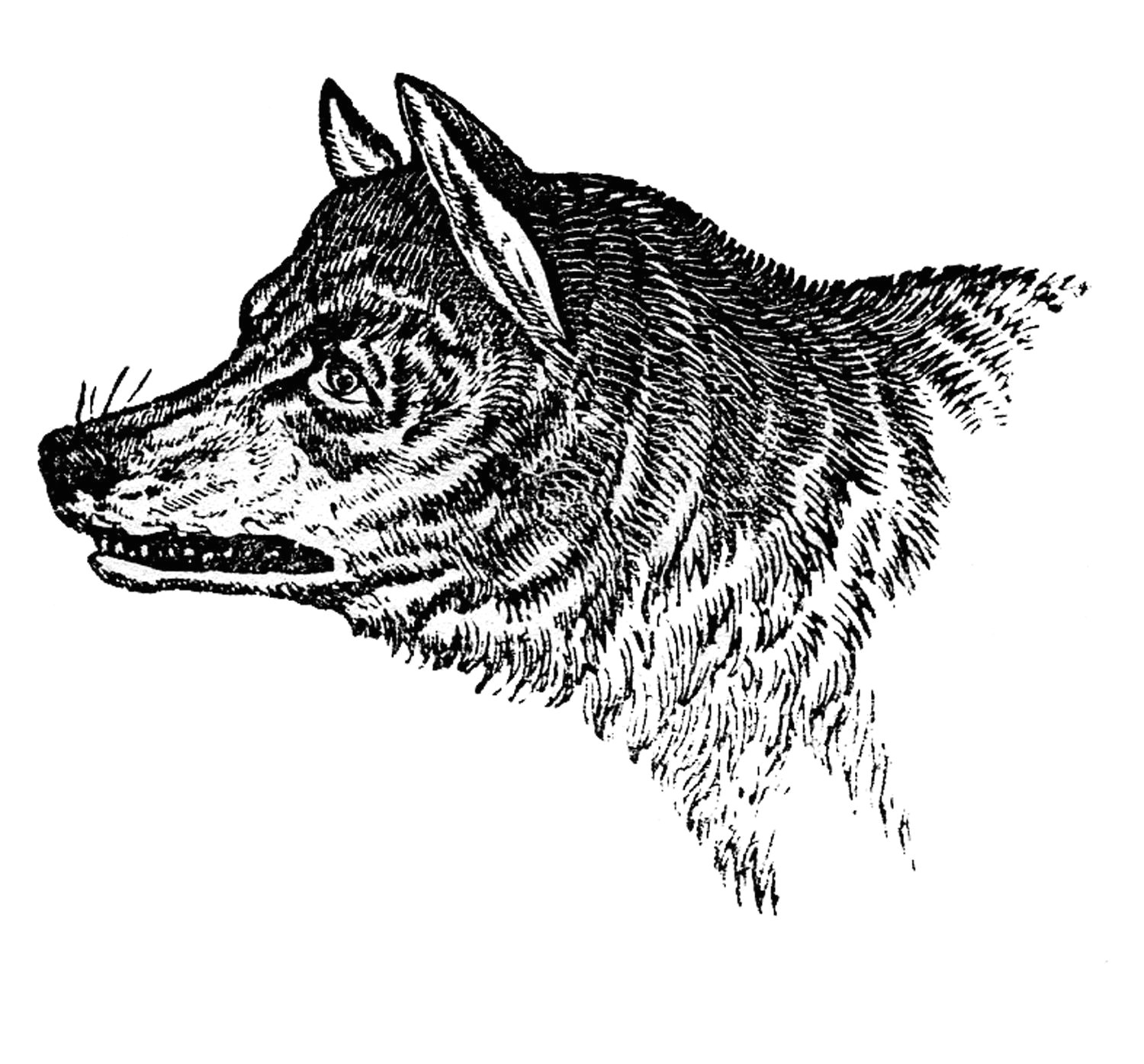 Draw Wolf Clipart Vintage Clip Art Wolves Wolf Skull Halloween Art Clip Art