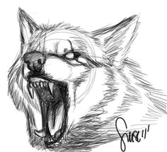 Draw Wolf Growling 180 Best Wolf Drawings Images Drawing Techniques Drawing