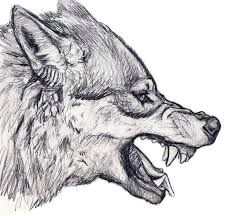 Draw Wolf Growling 68 Best Wolf Loup Images Draw Animals Sketches Of Animals