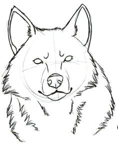 Draw Wolf Head Easy 887 Best Drawing Wolves Images In 2019 Wolves Anime Wolf Drawing S