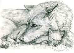 Draw Wolf Laying Down 180 Best Wolf Drawings Images Drawing Techniques Drawing