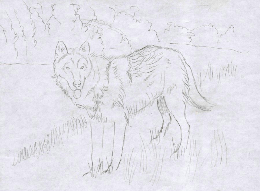 Draw Wolf Laying Down How to Draw A Wolf In Colored Pencil