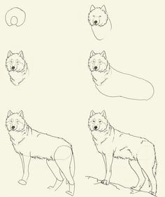 Draw Wolf Narrated 59 Best Wolves Images