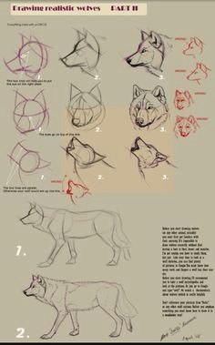 Draw Wolf Profile 74 Best Wolf Drawing References Images Werewolf Drawings Wolves