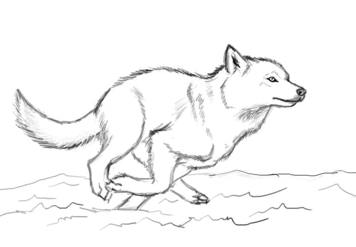 Draw Wolf Sketch when You Run Make Sure You Run to something and Not Away From