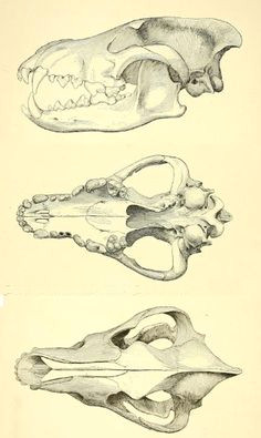 Draw Wolf Skull 24 Best Wolf Skull Images Animal Skulls Skull Bones Skulls