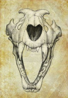 Draw Wolf Skull 24 Best Wolf Skull Images Animal Skulls Skull Bones Skulls