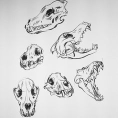 Draw Wolf Skull 24 Best Wolf Skull Images Animal Skulls Skull Bones Skulls