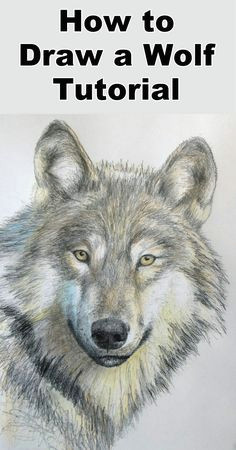 Draw Wolf Using Shapes 109 Best Wolf Images Wolf Drawings Art Drawings Draw Animals