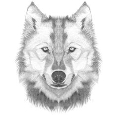 Draw Wolf Using Shapes 109 Best Wolf Images Wolf Drawings Art Drawings Draw Animals