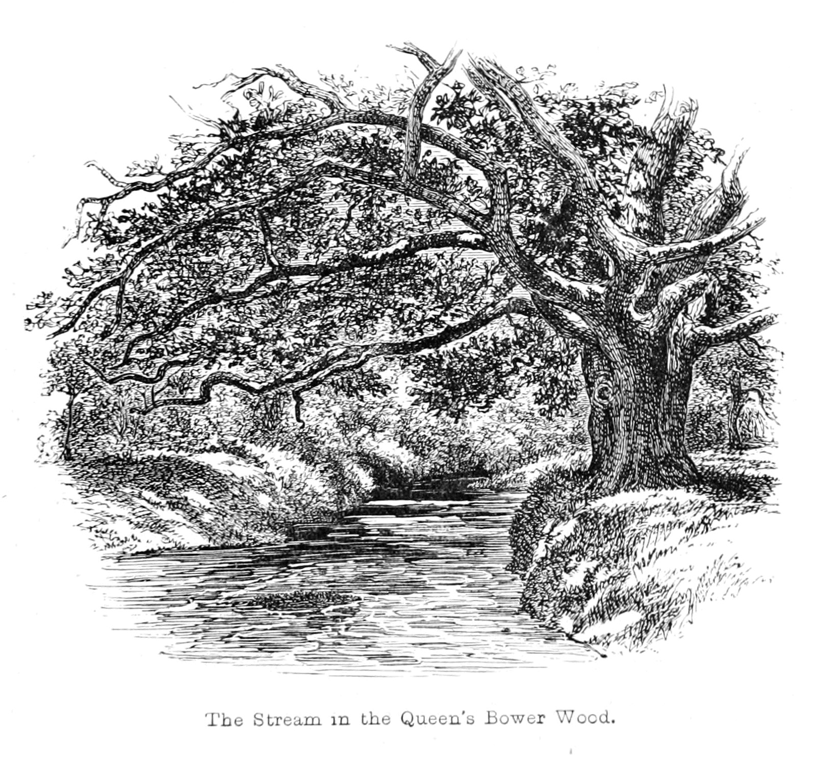 Drawing 007 File the New forest Its History and Its Scenery Page 007 Png