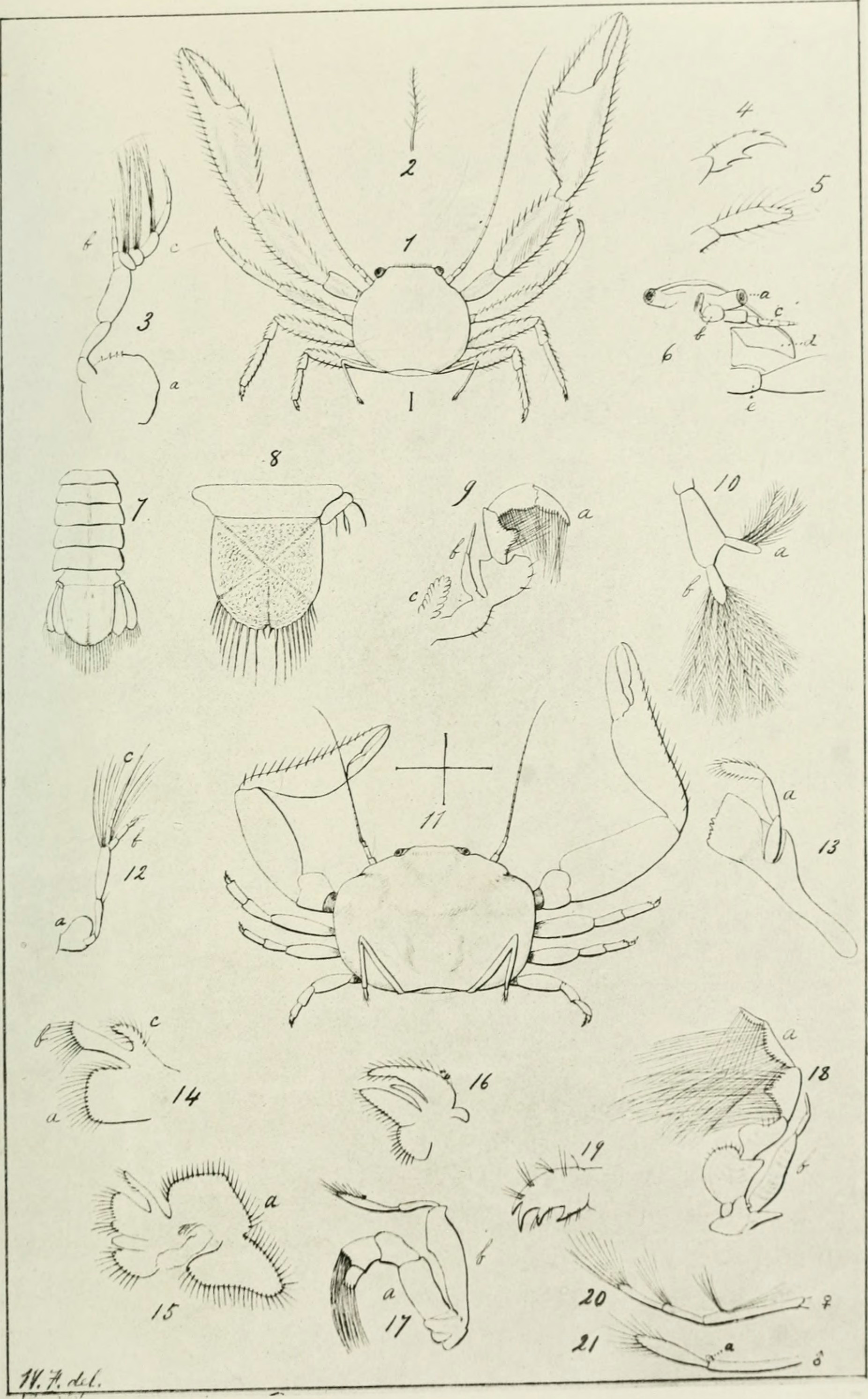 Drawing 1 In College File Bulletin Of the Museum Of Comparative Zoology at Harvard