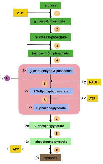 Drawing 1 Quizlet Biochemistry Metabolism Flashcards Quizlet