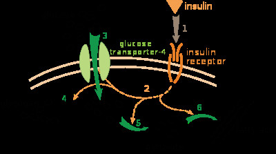 Drawing 2 Insulins Insulin Wikipedia