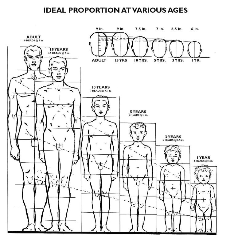 Drawing 2 Year Old Adult 8 Heads Tall with A Head Size Of 9 Inches Children 15 Year