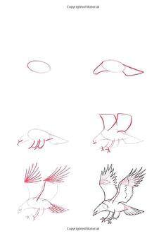 Drawing 50 Animals 122 Best How to Draw Eagles Images Pencil Drawings Animal
