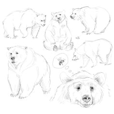 Drawing 50 Animals 50 Best Bear Sketches Images Animal Drawings Bear Sketch Bear Art