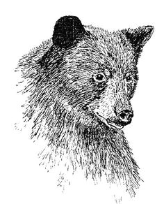 Drawing 50 Animals 50 Best Bear Sketches Images Animal Drawings Bear Sketch Bear Art