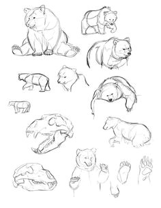 Drawing 50 Animals 50 Best Bear Sketches Images Animal Drawings Bear Sketch Bear Art