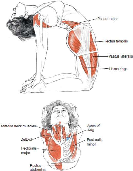 Drawing 6 Pack Abs Ustrasana Camel Works the Psoas Thighs Hammies Lungs Neck Delts