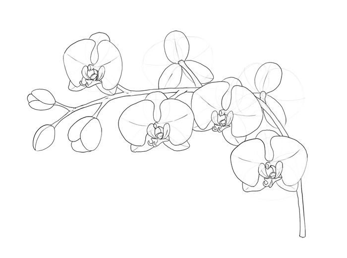 Drawing 6 Petal Flower How to Draw Flowers the Sexy and Sultry orchid