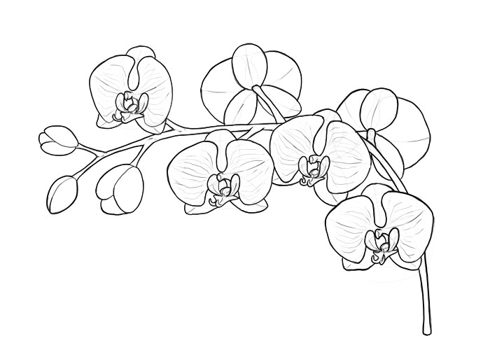 Drawing 6 Petal Flower How to Draw Flowers the Sexy and Sultry orchid