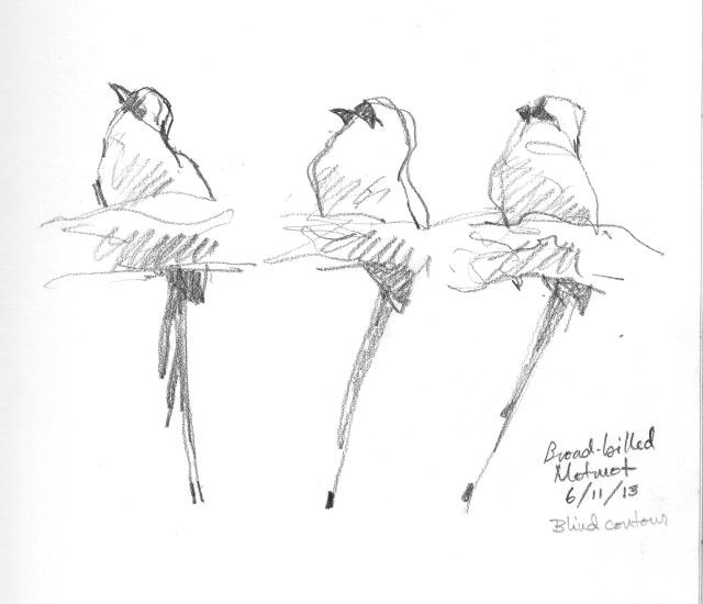 Drawing 6b Pencil Broad Billed Motmot Three Poses One Bird Drawn Through the Scope
