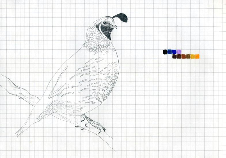 Drawing 6b Pencil Color Chart Drawing California Quail 2011 Graphite and Color