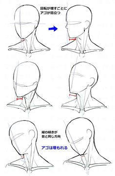Drawing 7 Heads How to Draw Neck Muscles form Constructive Head Pinterest