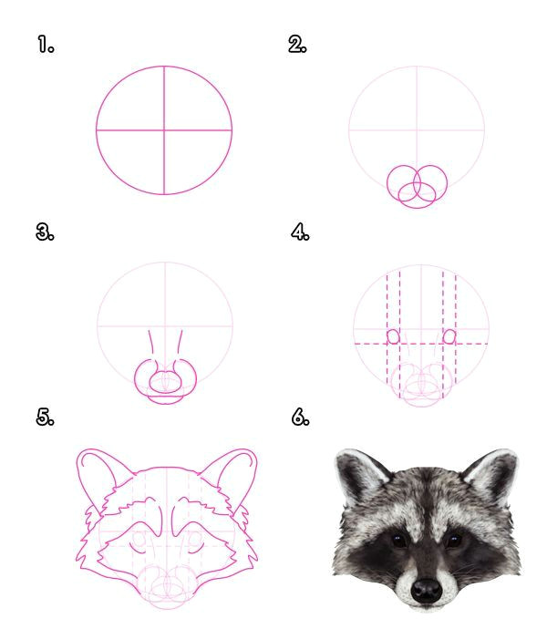 Drawing 7 Red Lines How to Draw Animals Red Pandas and Raccoons Tuts Design