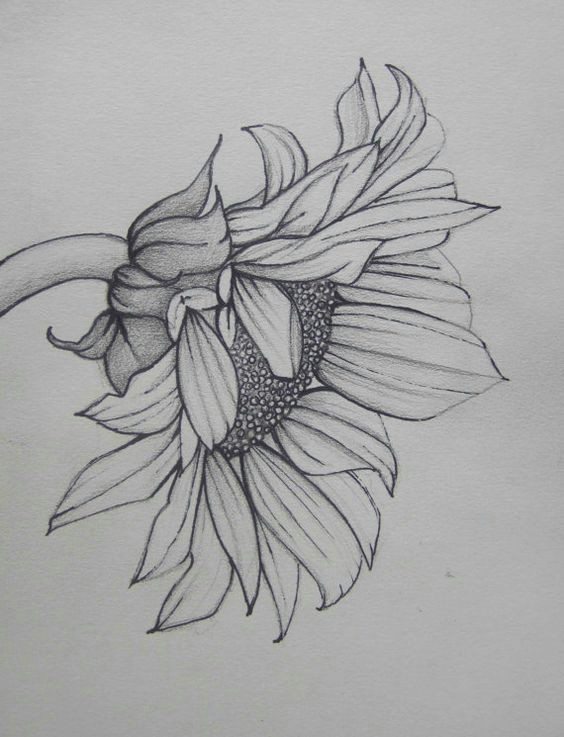 Drawing 737 77f63599a3bb40ca7bd36a7f18e522ff Jpg 564a 737 Kleurplaat Bloemen