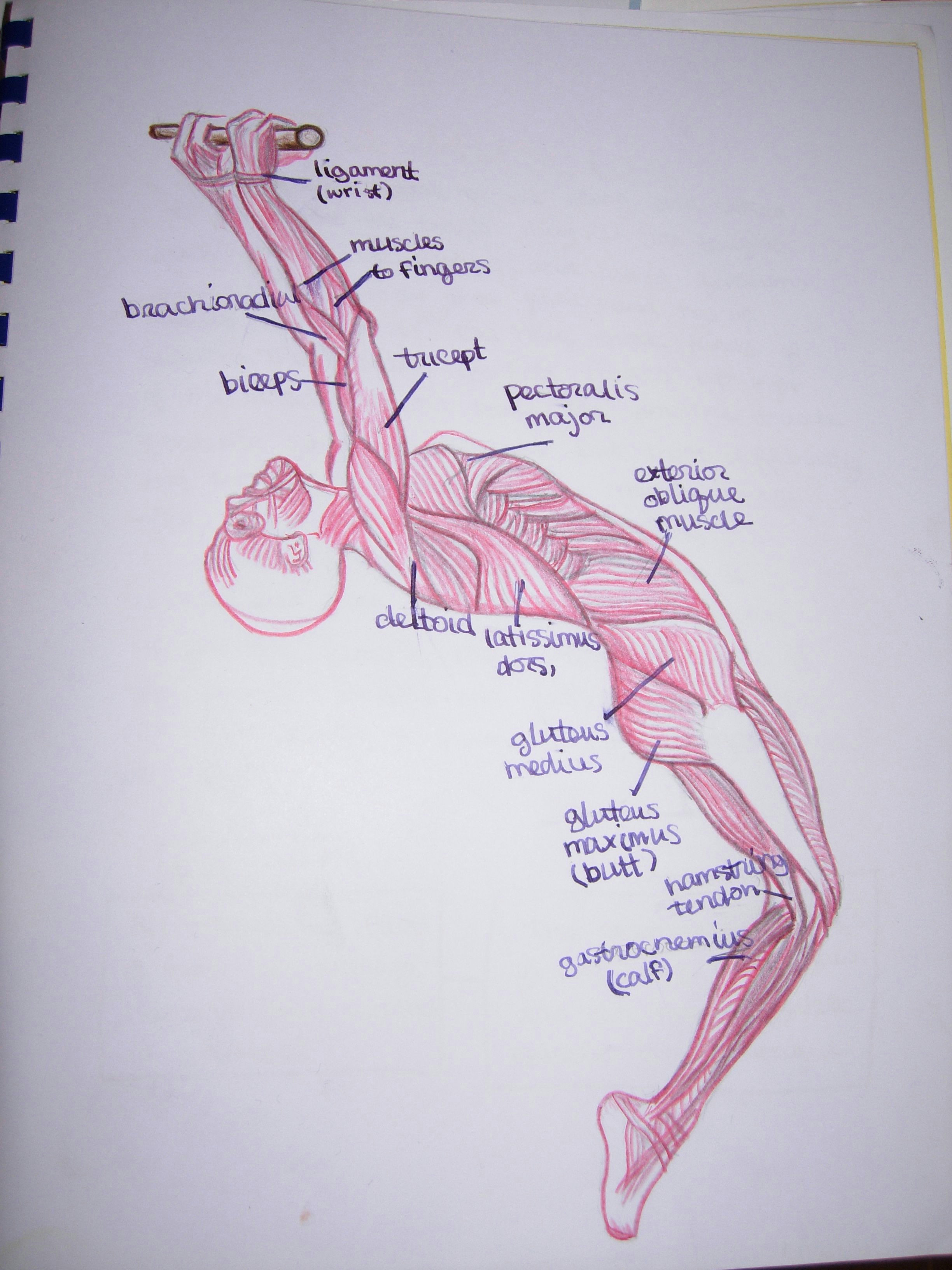 Drawing 7th Class Waldorf Anatomy E I G H T H G R A D E Pinterest Anatomy