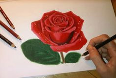 Drawing A 3d Red Rose Time Lapse 72 Best Speed Drawings Images Realistic Drawings Colored Pencils