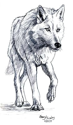 Drawing A Angry Wolf 180 Best Wolf Drawings Images Drawing Techniques Drawing