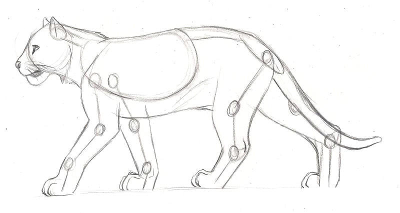 Drawing A Anime Horse Feline Anatomy Study Tiger by Axlrosie Pinned 17 11 2014 Chariot